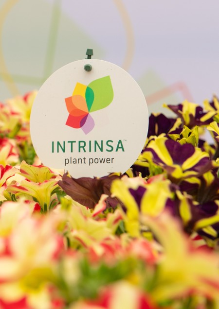 4. Intrinsa — Cultivating Sustainability in the Floral Industry